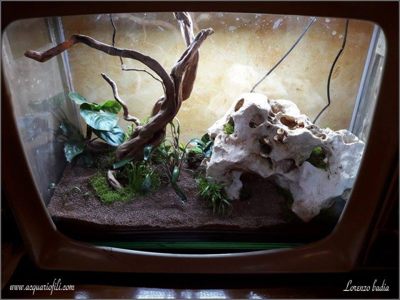 Acquario in Tv Acquario in Tv