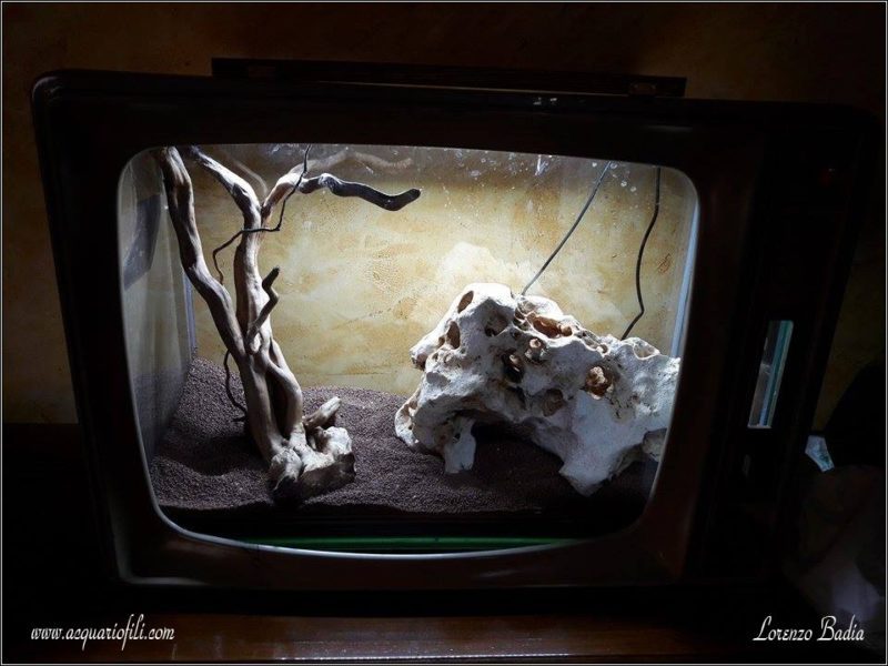 Acquario in Tv Acquario in Tv