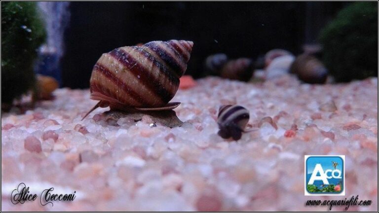 Taia naticoides