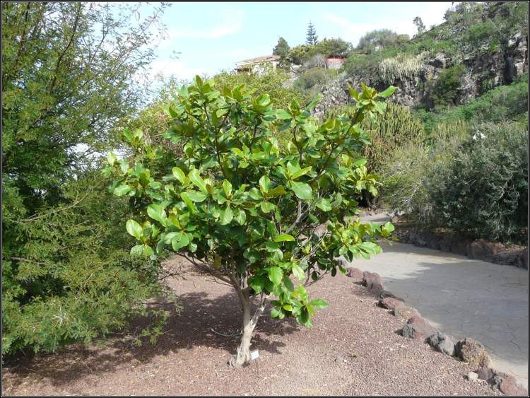 Foglie di catappa Foglie di catappa