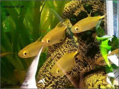 brycinus longipinnis