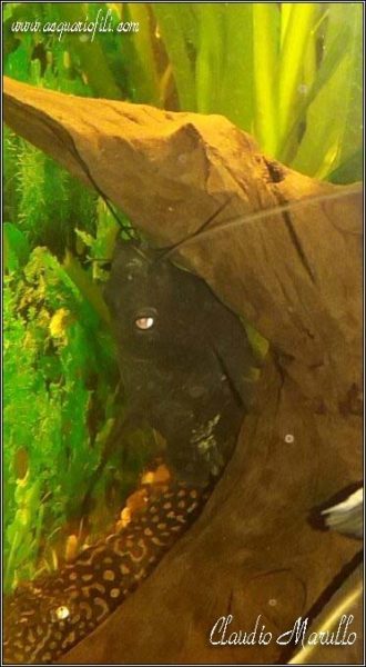 Heterobagrus leucophasis