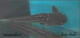 trachelyopterichthys taeniatus