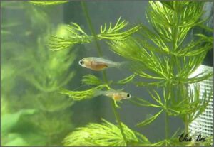 Riproduzione Carassio