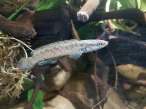 Le Channa in acquario