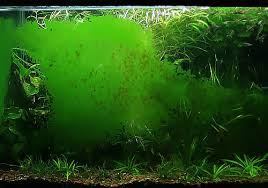 Alga GDA foto dal web