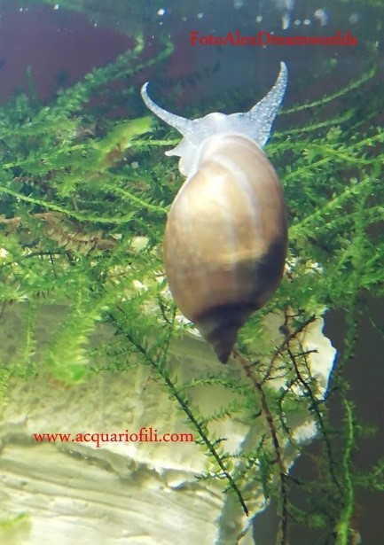 lymnaea radix peregra