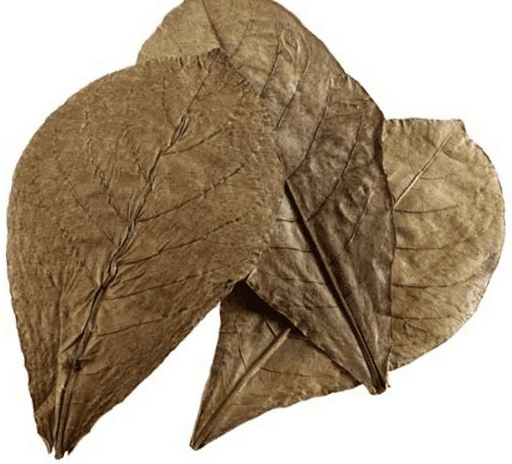 Le foglie in acquario