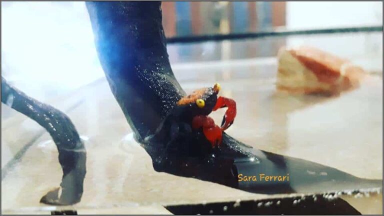 geosesarma sp