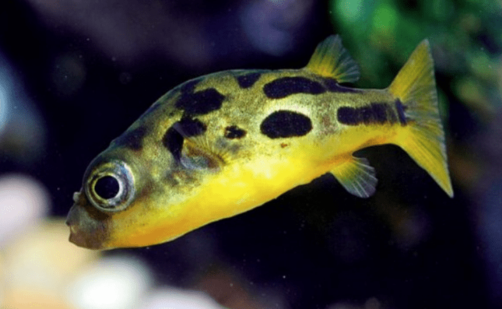 Femmina di C. Travancoricus