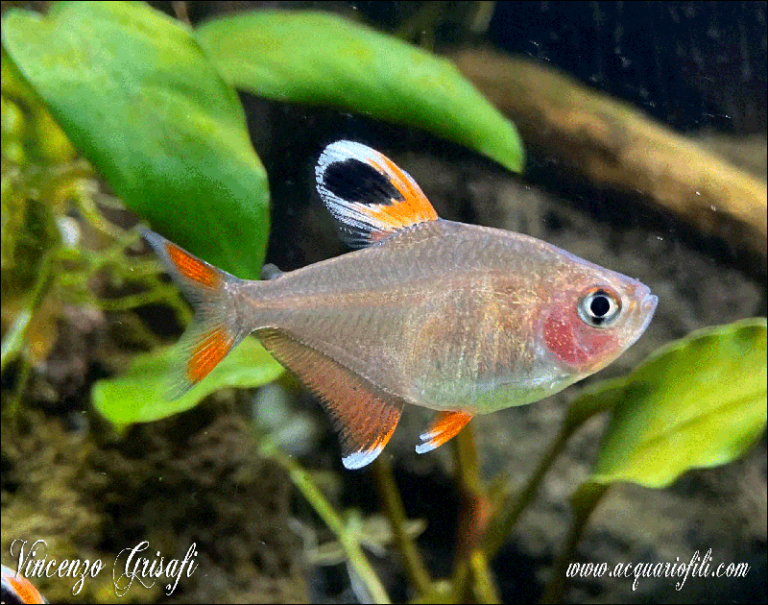 Hyphessobrycon bentosi