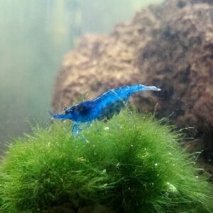 allestimento davidi5