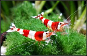 Caridine cantonensis