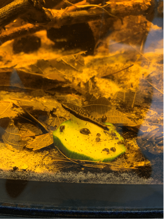 Vasca Di Giuseppe De Rito