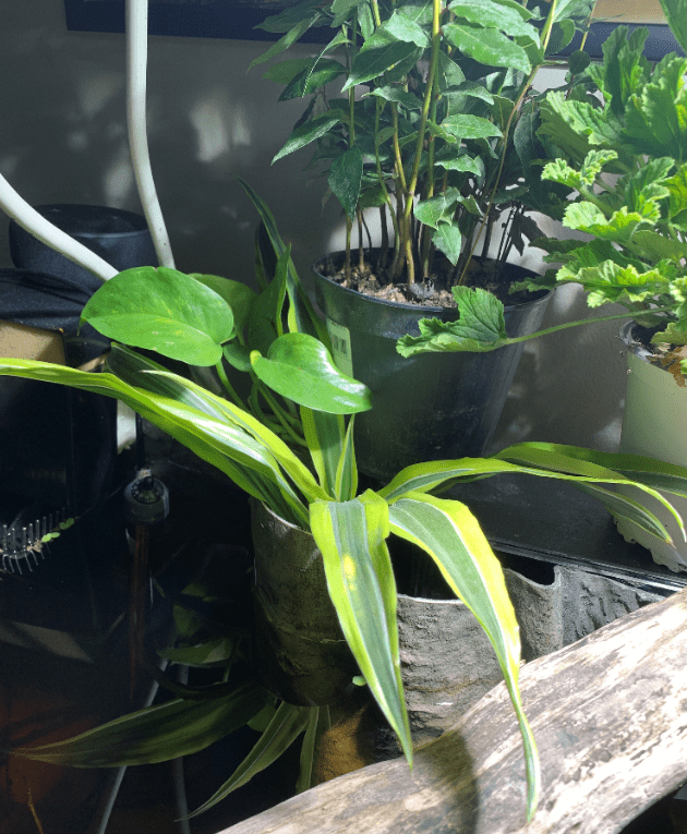 Vasca Di Giuseppe De Rito