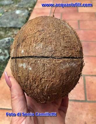 Riparo con noce di cocco Riparo con noce di cocco