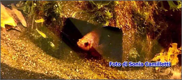 Riparo con noce di cocco