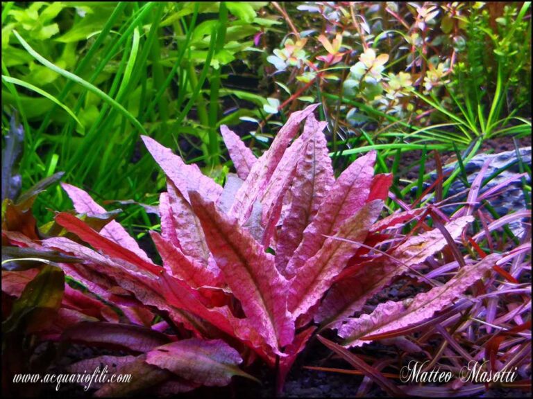 Cryptocoryne sp Flamingo