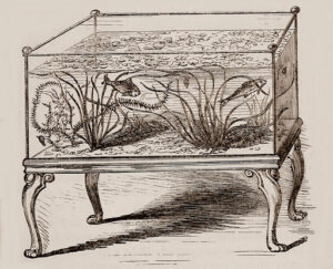 Il betta splendens domestico a 360° - Premessa e storia