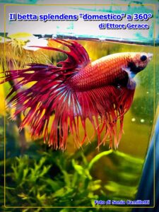 betta splendens
