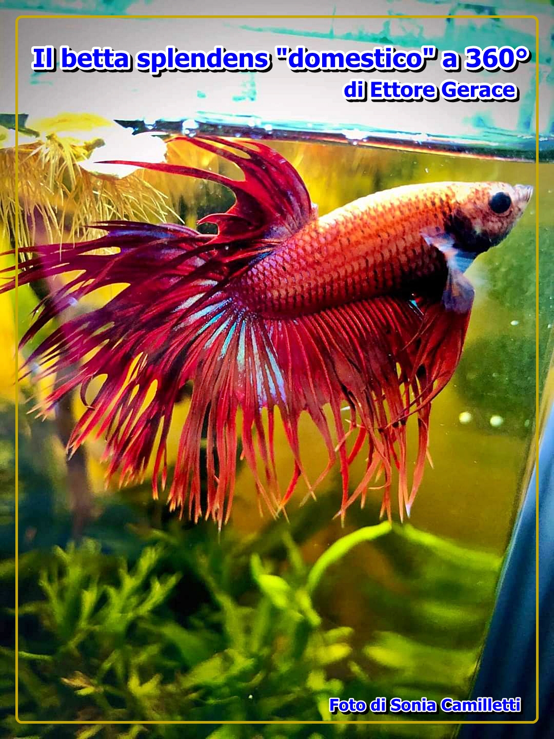 betta splendens