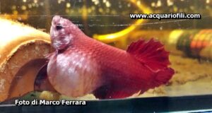 Cosa controllare - Malattie - Eutanasia