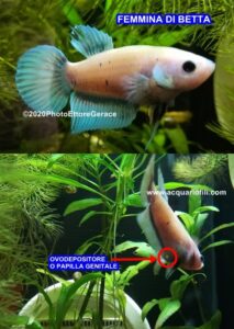 Riproduzione, alimentazione e accrescimento avannotti