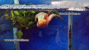 Provenienza, habitat, descrizione e caratteristiche