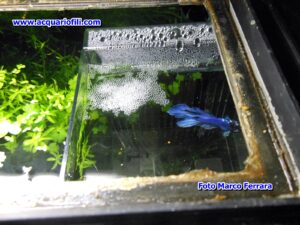 Il betta splendens domestico a 360°- Riproduzione, alimentazione e accrescimento avannotti