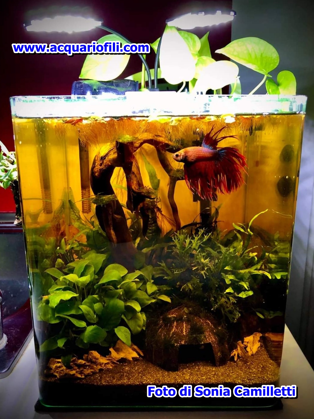 Il betta splendens domestico a 360°-Vasca valori acqua e alimentazione