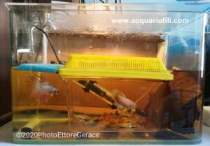 Il betta splendens domestico a 360°- Riproduzione, alimentazione e accrescimento avannotti