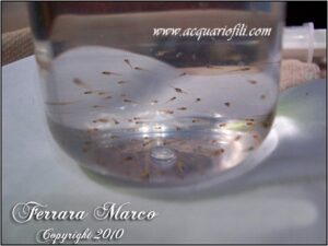 Il betta splendens domestico a 360°- Riproduzione, alimentazione e accrescimento avannotti