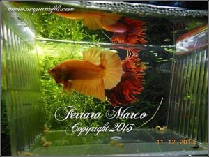 Genetica - Betta show - mutazione del colore