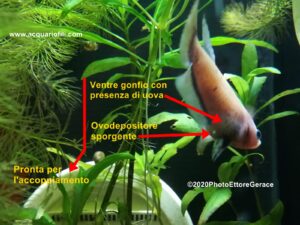 Il betta splendens domestico a 360°- Riproduzione, alimentazione e accrescimento avannotti