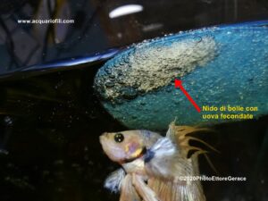 Il betta splendens domestico a 360°- Riproduzione, alimentazione e accrescimento avannotti