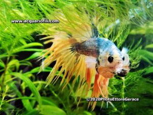 Conclusioni e ringraziamenti