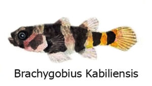Brachygobius Kabiliensis - Il pesce ape