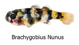 Brachygobius Nunus - Il pesce ape