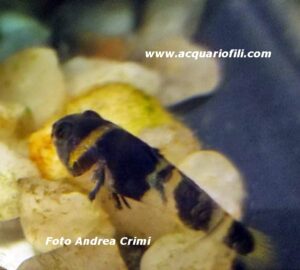 Brachygobius - Il pesce ape