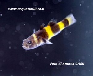 Brachygobius - Il pesce ape