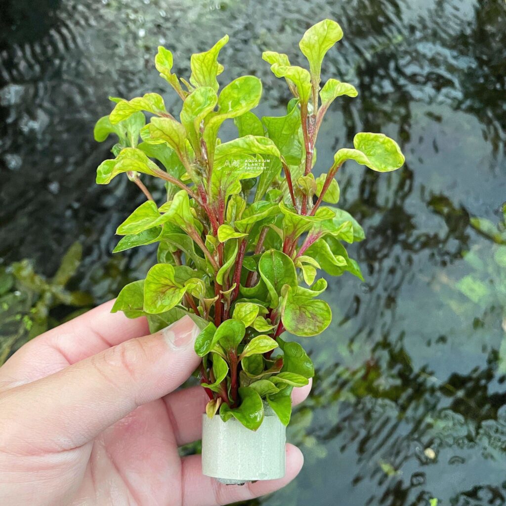 alternanthera bettzickiana red