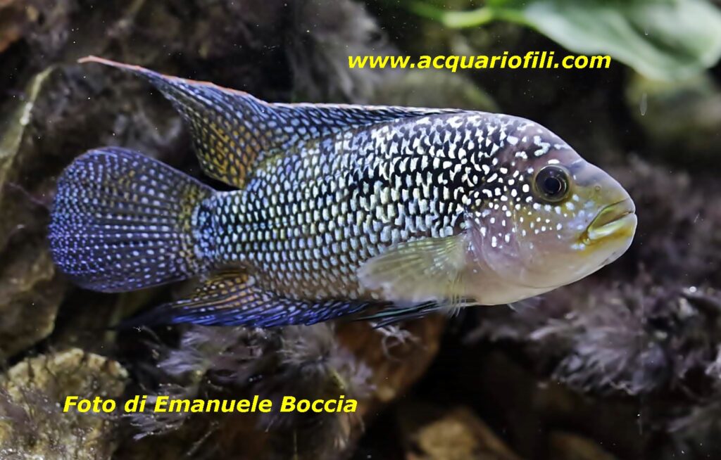 Cichlasoma Octofasciatum Cichlasoma Octofasciatum