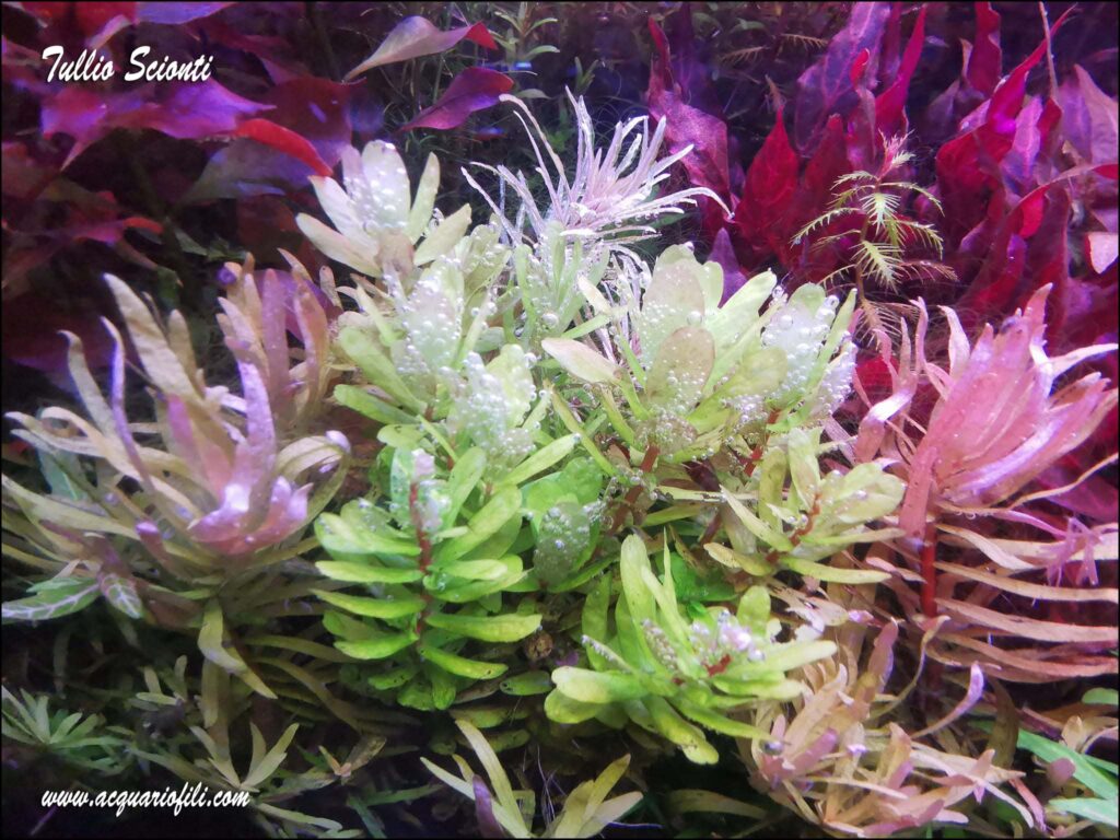 Rotala Sahyadrica