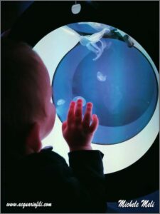 Meduse in acquario