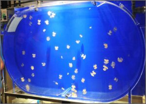 Meduse in acquario