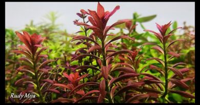 rotala sunset