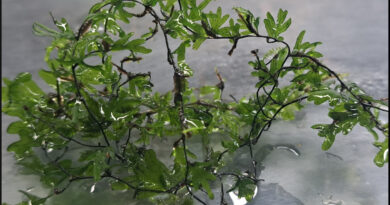 crepidomanes vietnam