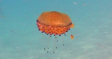 Cotylorhiza tuberculata