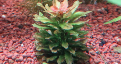 Ludwigia Sphaerocarpa mini