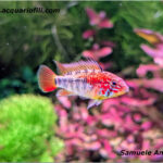 apistogramma macmasteri